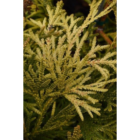 Thujopsis dolobrata 'Aurea' - Golden Staghorn Cedar  