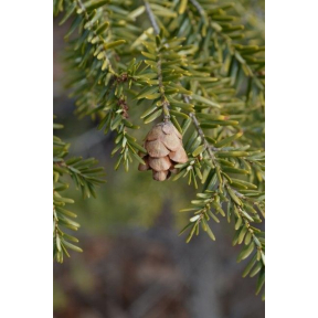Tsuga canadensis - Eastern Hemlock