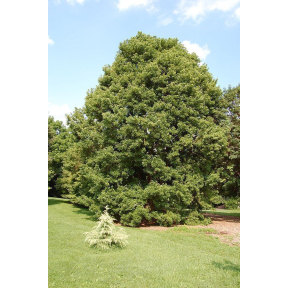 Acer buergerianum  - Trident Maple