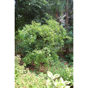 Acer buergerianum 'Angyo Weeping'  - Angyo Weeping Trident Maple