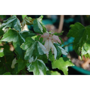 Acer buergerianum 'Goshiki Kaede'  - Goshiki Kaede Trident Maple