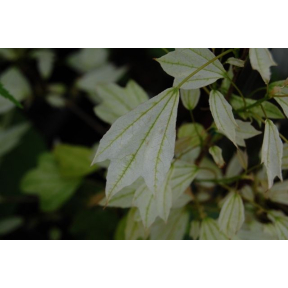 Acer buergerianum 'Wako Nishiki'  - Wako Nishiki Trident Maple
