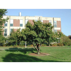 Acer campestre - Hedge Maple