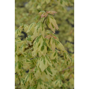 Acer campestre 'Carnival' - Carnival Hedge Maple