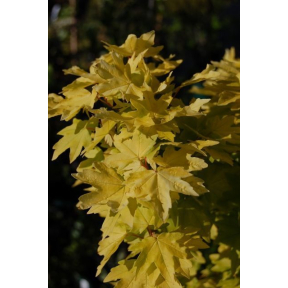 Acer campestre 'Postalence' - Postalence Hedge Maple