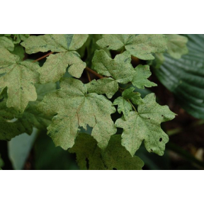 Acer campestre 'Pulverulentum' - Pulverulentum Hedge Maple