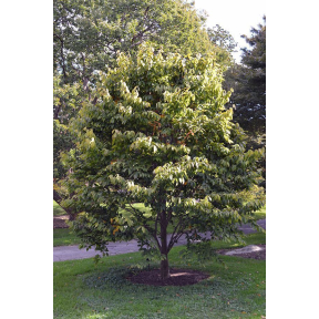 Acer carpinifolium - Hornbeam Maple 