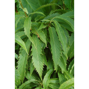 Acer carpinifolium 'Esveld Select' - Esveld Select Hornbeam Maple