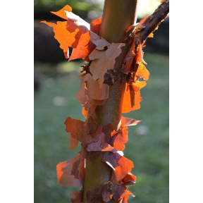 Acer griseum - Paperbark Maple