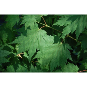 Acer japonicum - Full Moon Maple