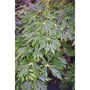 Acer japonicum 'Aconitifolium' - Aconitifolium Full Moon Maple