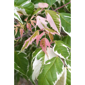 Acer negundo 'Flamingo' - Flamingo Boxelder