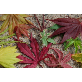 Acer palmatum - Japanese Maple