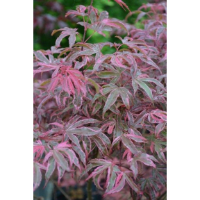 Acer palmatum 'Geisha Gone Wild'  - Geisha Gone Wild Japanese Maple
