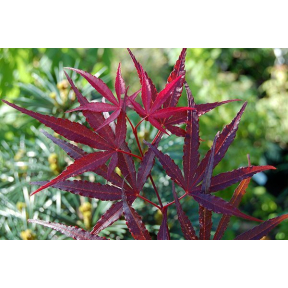 Acer palmatum 'Hubb's Red Willow'  - Hubb's Red Willow Japanese Maple