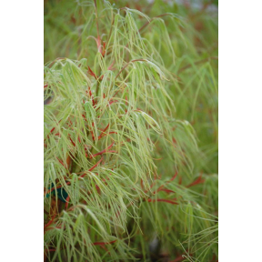 Acer palmatum 'Koto no Ito' - Koto no Ito Japanese Maple