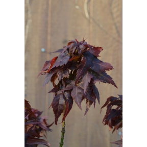 Acer palmatum 'Kurenai Jishi' - Kurenai Jishi Japanese Maple