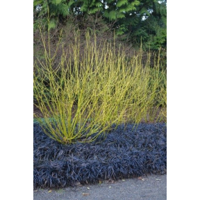 Cornus sericea 'Silver and Gold' - Silver and Gold Red Osier Dogwood