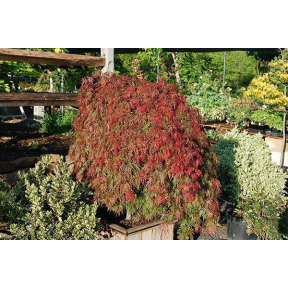 Acer palmatum 'Orangeola' - Orangeola Japanese Maple