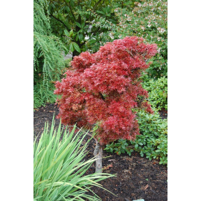 Acer palmatum 'Shaina' - Shaina Japanese Maple