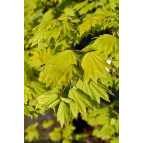 Acer shirasawanum 'Aureum' - Golden Full Moon Maple 