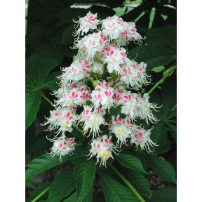 Aesculus hippocastanum  - Horsechestnut