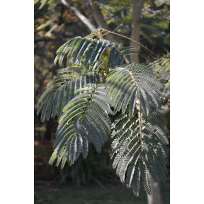 Albizia julibrissin - Mimosa Tree