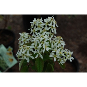 Amelanchier canadensis  - Shadblow