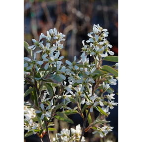 Amelanchier canadensis 'Glenn Form' - Glenn Form Shadblow 