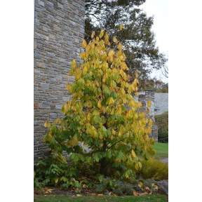 Asimina triloba - Common Pawpaw
