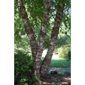 Betula nigra - River Birch