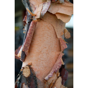 Betula nigra 'Cully' - Cully River Birch