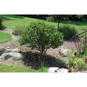 Betula nigra 'Little King' - Little King River Birch