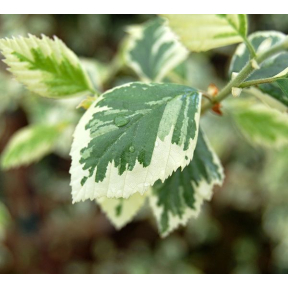Betula nigra 'Shilo Splash' PP 16362 - Shilo Splash River Birch