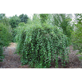 Betula nigra 'Summer Cascades' PP 15105 - Summer Cascades River Birch