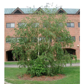 Betula pendula - European White Birch