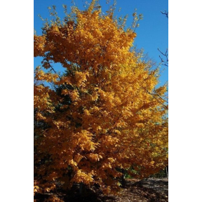 Carpinus betulus  - European Hornbeam 