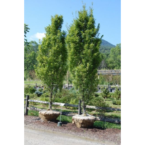 Carpinus betulus 'Fastigiata' - Columnar European Hornbeam 