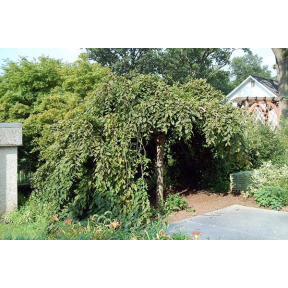 Carpinus betulus 'Vienna Weeping' - Weeping European Hornbeam 