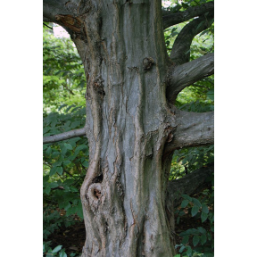 Carpinus caroliniana - American Hornbeam