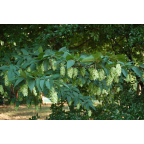 Carpinus japonica - Japanese Hornbeam
