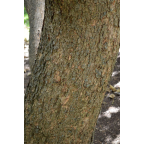 Catalpa bignonioides  - Southern Catalpa 