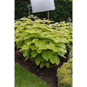 Catalpa bignonioides 'Aurea' - Golden Southern Catalpa 
