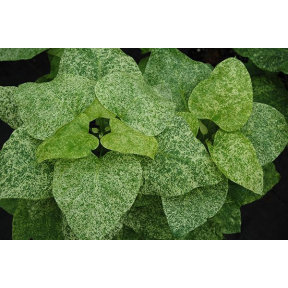 Catalpa bignonioides 'Pulverulentum' - Variegated Southern Catalpa 
