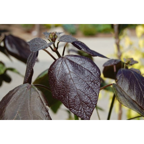 Catalpa x erubescens 'Purpurea'  - Purple Catalpa 