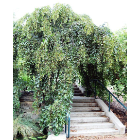 Celtis sinensis 'Green Cascade' - Weeping Chinese Hackberry