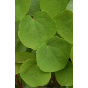 Cercidiphyllum japonicum  - Katsura