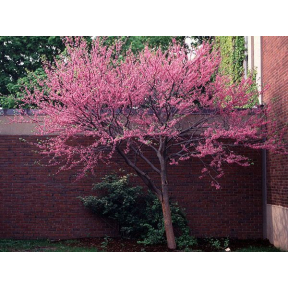 Cercis canadensis - Eastern Redbud