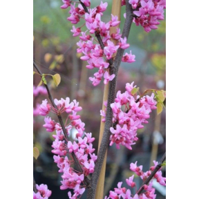 Cercis canadensis 'Appalachian Red' - Appalachian Red Eastern Redbud