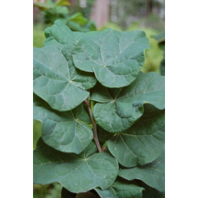 Cercis canadensis 'Little Woody' PP 15854 - Little Woody Eastern Redbud
